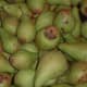 An old variety of pears, Vicar of Winkfield