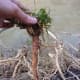 Observe the strong tap root of the dandelion plant