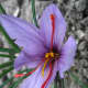 close up of the saffron flower showing the 3 crimson colored stigmas.