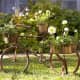 more-ideas-for-container-gardening