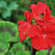 Zonal geraniums in red or white grow well in beds as well as flower pots. (You can pick out zonal varieties by the reddish stripes on their leaves.
