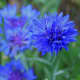Cornflowers would be a good choice of blue flower for a patriotic flower bed.