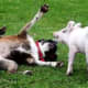 jack-the-goat-charlie-the-horse