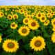 Each sunflower is a burst of sunshine! 