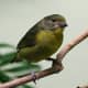 This is such a cute bird. It is a yellow violaceous euphonia bird. 