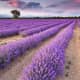 The lavender is so tranquil!