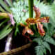 The first few flowers of Tiger Orchids at the base of the stalk, are usually malformed