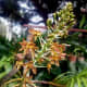 My Tiger Orchid or Grammatophyllum speciosum in bloom