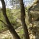 barton-creek-greenbelt-hiking-trail-information-location-and-reviews
