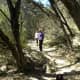 Tree Shaded Trails at Barton Creek Trails Austin Texsa