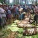 Wild pigs are taken as dowry