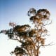 Eucalyptus camaldulensis (the river red gum)