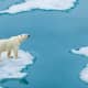 Melting ice caps threaten habitat