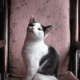 Medium sized image (1536x2048 pixels). Not very good lighting. Too much shadows.
