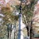 the-battle-of-pea-ridge