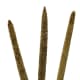 The thick cylindrical spike holding the Pearl Millet grains