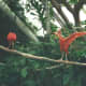 Birds at the National Aquarium's Tropical Rainforest exhibit 