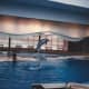 A dolphin makes a jump during the dolphin show.  The National Aquarium now gives shows rather than demonstrations.  Thee demonstrations lack the acrobatics of the shows of yesteryear.