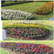 The flower beds at the Liberty Square