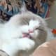 ragdoll-cats-what-to-expect-during-the-first-year