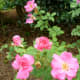 Pretty Rose Garden