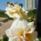 Rose Garden