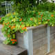 Family Garden