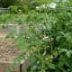 Family Garden