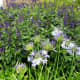 mcgovern-centennial-gardens-in-houston-new-haven-in-hermann-park