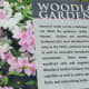 Woodland Garden