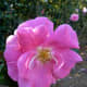 Rose Garden