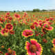 These are Indian Blankets in a field in a suburban area - stunning!