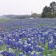 Highway 6 north of Navasota flooded with bluebonnets