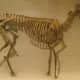 This is a complete fossil of the Mesohippus, which was believed to come right after the Miohippus, two after the eohippus.