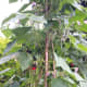These are beans my stepmother Isabel gave me—they are nearly ready for harvest.