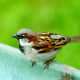 Common sparrow