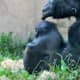 Western Lowland Gorilla, Philadelphia Zoo