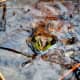 Frog in Saw Creek, Delaware National Forest, Pocono Mountains.