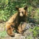 Juvenile Grizzly bear, Glacier National Park, Montana