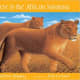Here Is the African Savanna (Web of Life) by Madeleine Dunphy
