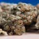Green variety of cannabis