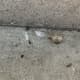 Discarded broken crack pipe.