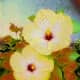 Glorious Hibiscus - Digital Creation RE Kongaika