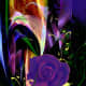New Rose - Digital Creation RE Kongaika