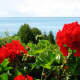 The beautiful geraniums