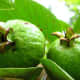 Guava (Bayabas)