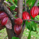 Cacao Bean (Cacao)