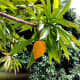 Chesa tree with ripe fruits.