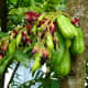 Bilimbi fruits (Kamyas)