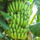 Banana (Saging)